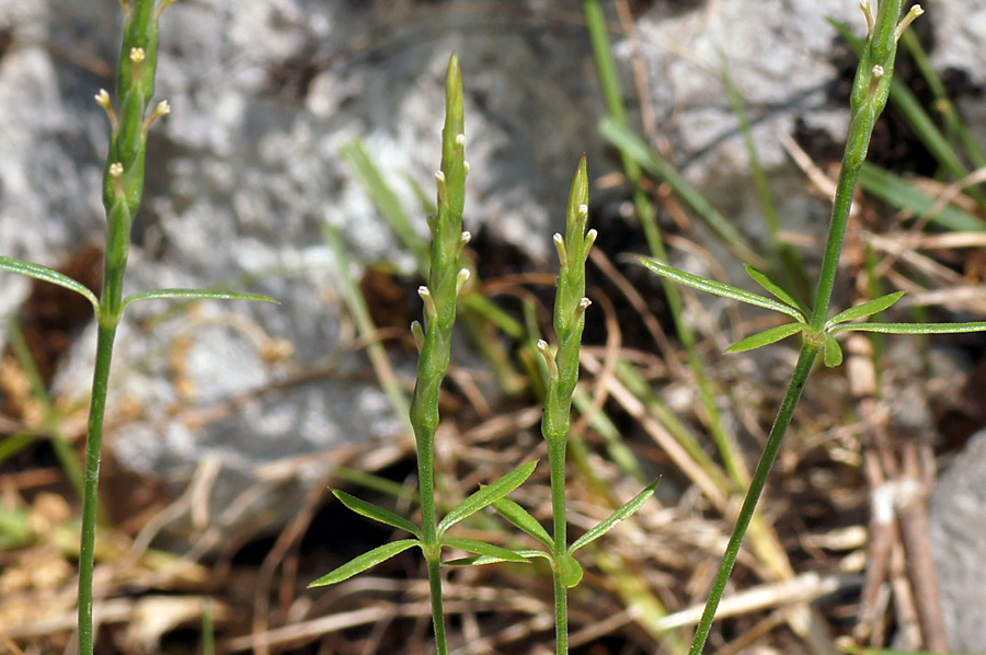 Crucianella latifolia / Crucianella ruvida